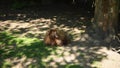 Sheep sits on the grass and basks in the sun