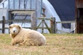 Sheep Sitting in Field