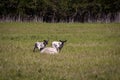 Sheep sitting in grassy field with two lambs nearby Royalty Free Stock Photo