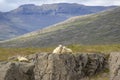 Sheep sitting on stones in the middle of wild nature, Iceland