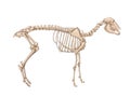 Sheep skeleton