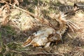 Sheep skeleton laying on a bed of dry grass deep in a forest