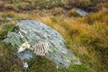 Sheep Skeleton on Mountain Top Rock in Lake District