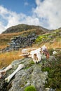 Sheep Skeleton on Mountain Top Rocks in Lake District