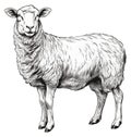 Sheep sketch. Mutton animal etching isolated on white background, wooly cattle vintage style artwork vector illustration Royalty Free Stock Photo