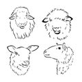 Sheep in sketch style. Vector illustration. Drawn by hand. Farm animals. Livestock Royalty Free Stock Photo