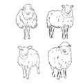 Sheep in sketch style. Vector illustration. Drawn by hand. Farm animals. Livestock Royalty Free Stock Photo