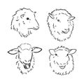 Sheep in sketch style. Vector illustration. Drawn by hand. Farm animals. Livestock Royalty Free Stock Photo