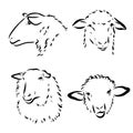 Sheep in sketch style. Vector illustration. Drawn by hand. Farm animals. Livestock Royalty Free Stock Photo