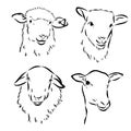 Sheep in sketch style. Vector illustration. Drawn by hand. Farm animals. Livestock Royalty Free Stock Photo