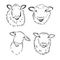 Sheep in sketch style. Vector illustration. Drawn by hand. Farm animals. Livestock Royalty Free Stock Photo