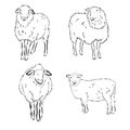 Sheep in sketch style. Vector illustration. Drawn by hand. Farm animals. Livestock Royalty Free Stock Photo