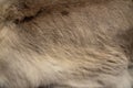 Sheep skin rug close-up, wool image on craft fair