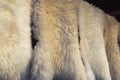 Sheep skin structure.Close up of sheep fur.