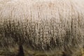 Natural fluffy fur sheep wool skin texture. Sheepskin Background Royalty Free Stock Photo