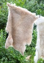 Sheep skins hang on a rope in the park