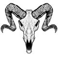 Sheep head skull illustration darkness