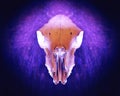 A sheep skull edited with a neon glow on a black background Royalty Free Stock Photo