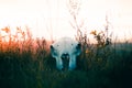 A sheep skull lying in grass at sunset