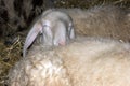 Sheep sleeping on another sheep Royalty Free Stock Photo