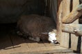 Sheep sleeping in the stable on a farm, and basking in the sun Royalty Free Stock Photo