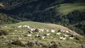 Sheep on slopes at Akaroa, New Zealand Royalty Free Stock Photo