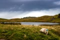 Sheep And Small Pond In Wild Landscape Of Snowdonia National Park in Wales, United Kingdom Royalty Free Stock Photo