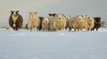 Sheep in Snow Royalty Free Stock Photo