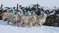 Sheep in snow Royalty Free Stock Photo