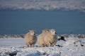 Sheep in snow Royalty Free Stock Photo