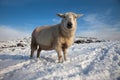 Sheep in snow Royalty Free Stock Photo