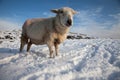 Sheep in snow Royalty Free Stock Photo