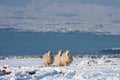Sheep in snow Royalty Free Stock Photo