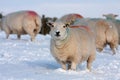 Sheep in snow Royalty Free Stock Photo