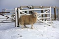 Sheep in the snow Royalty Free Stock Photo