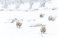 Sheep in the snow Royalty Free Stock Photo