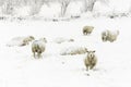 Sheep in the Snow Royalty Free Stock Photo