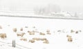 Sheep in the Snow Royalty Free Stock Photo