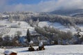 Sheep in snow Royalty Free Stock Photo