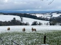 Sheep in the snow on the quantock hills in somerset