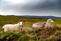 Sheep In Snowdonia National Park In North Wales, United Kingdom Royalty Free Stock Photo