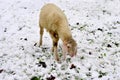 Sheep snowy