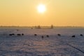 Sheep in snowy fields in the Netherlands