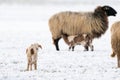 Sheep in a snowy pasture. One newborn lamb looking back. Winter on the farm. Blur, selective focus on lamb Royalty Free Stock Photo