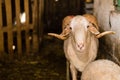 Sheep sold in the animal market for the sacrifice feast in Turkey.