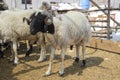 Sheep sold in the animal market