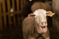 Sheep sold in the animal market for the sacrifice feast in Turkey.