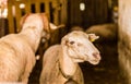 Sheep sold in the animal market for the sacrifice feast in Turkey.