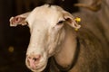 Sheep sold in the animal market for the sacrifice feast in Turkey.