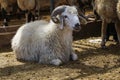 Sheep sold in the animal market